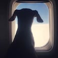 New Zealand couple wants fare refund after unpleasant flight next to 'farting' dog. (Representative image)