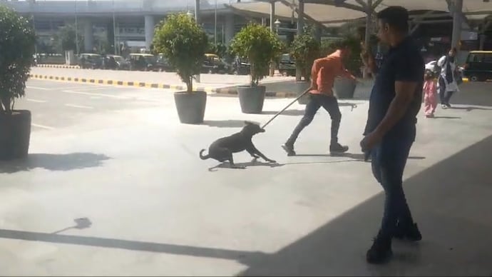 Stray dogs in Delhi 
